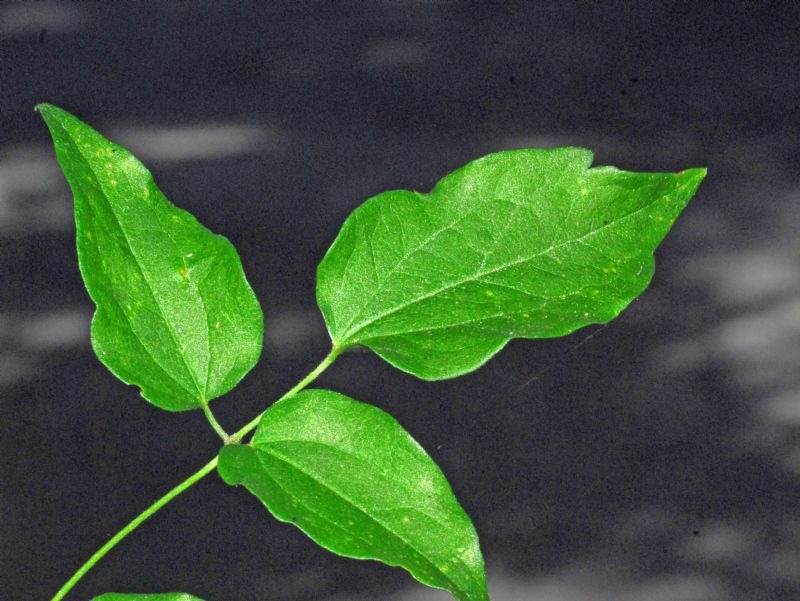 Solo delle foglie: Clematis vitalba (Ranunculaceae)